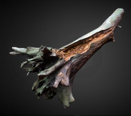 Decayed wood trunk preview image